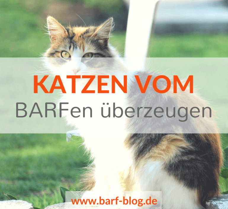 Barf Für Katzen Katzen Von Der Rohfütterung überzeugen