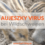 Aujeszky Virus bei Wildschweinen