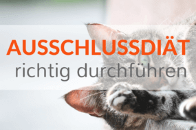 Ausschlussdiaet eliminationsdiaet hund katze