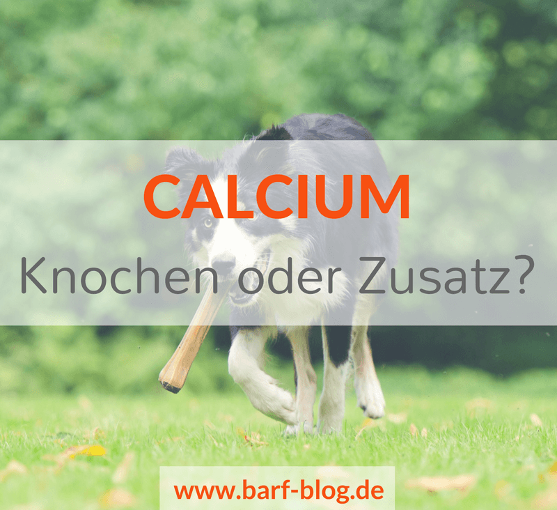 Calcium Kalzium Knochenfütterung