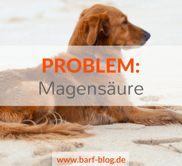 Barf Problem Magensäure Von übersäuerung Gastritis Und