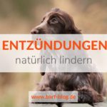 Entzündungen beim Hund natürlich lindern