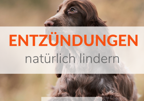 Entzündungen beim Hund natürlich lindern