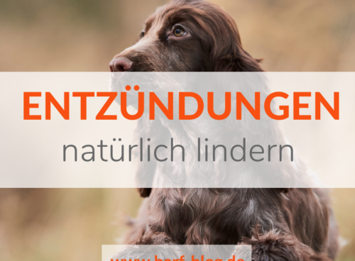 Entzündungen beim Hund natürlich lindern