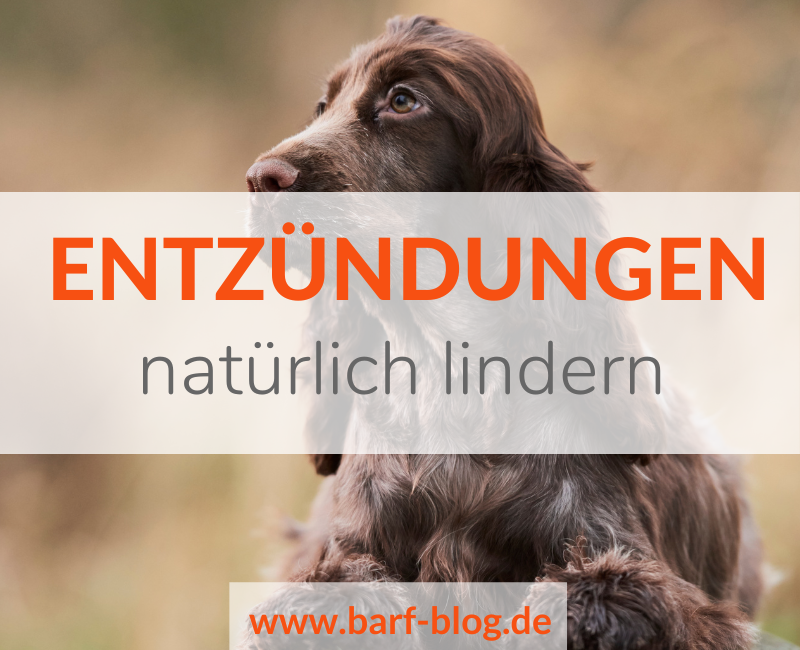 Entzündungen beim Hund natürlich lindern