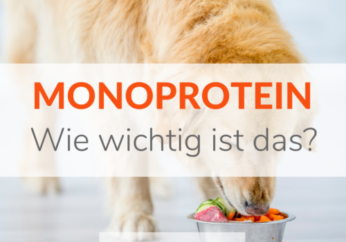 Monoprotein - Sinnvoll oder überbewertet?